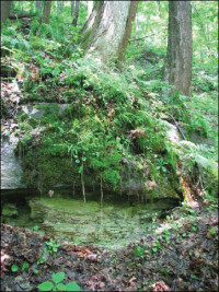 Limey sandstone outcrop above Connoquenessing Creek